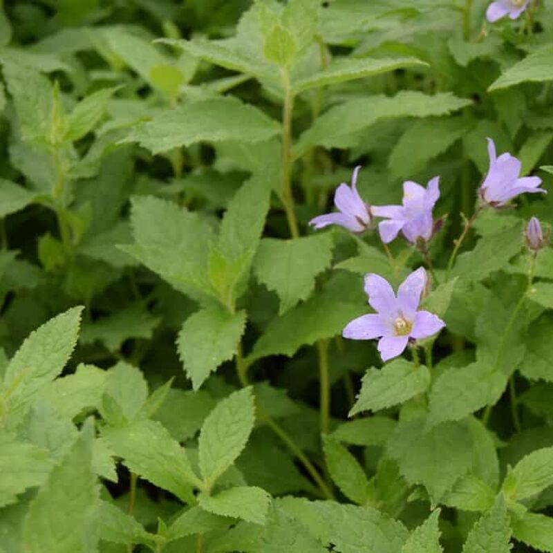 Campanula lactiflora 'Prichard's Variety' ---